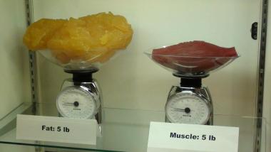 Pride Performance Warrington example of the differences between muscle and fat